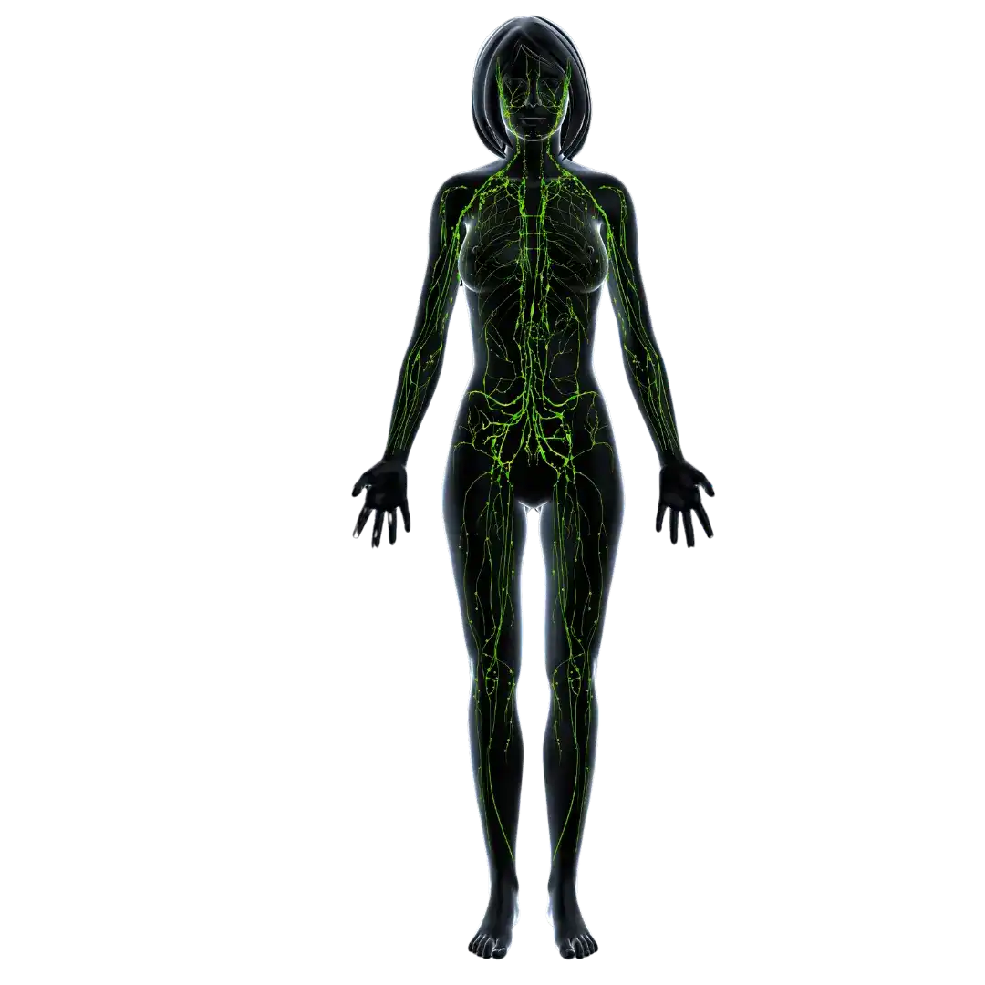 Système vasculaire de la femme